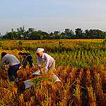 Three people working in a rice field