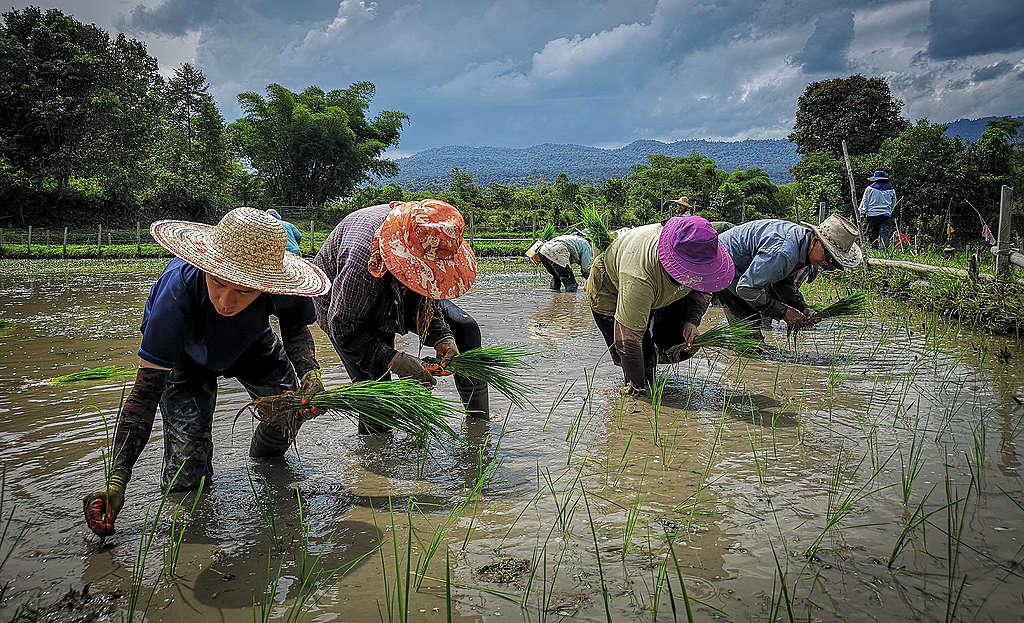 Farmers harvesting rice by hand.