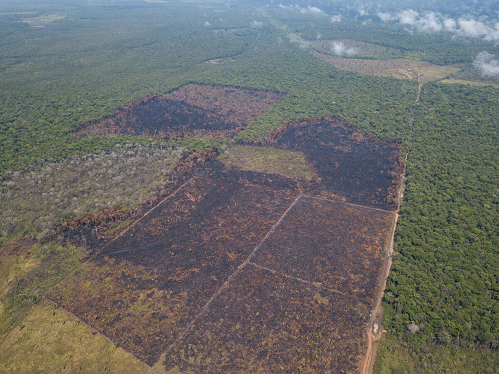 Aerial View of a Burned Area in Humaitá, Amazonas. © Nilmar Lage / Greenpeace