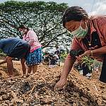 Volunteers helping out at the Chiangmai Urban Farm.