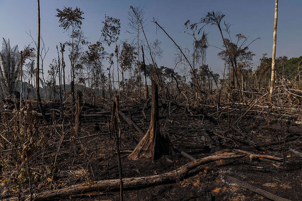 Area of forest destroyed by fires in the Amazon.