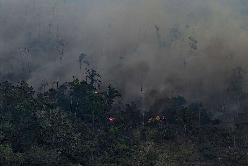 Project Rondônia: On the Ground in Brazil's Rain Forest - Science Talk Archive