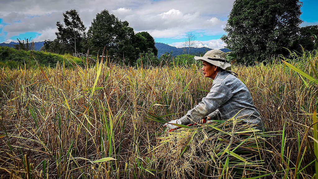 Farmer harvesting rice by hand