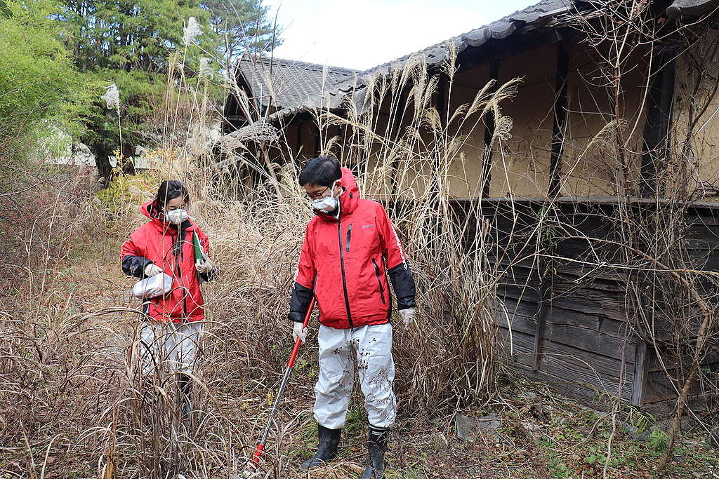 Radiation Survey in Fukushima. © Greenpeace