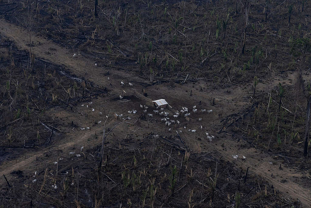 Fire Monitoring in the Amazon in Brazil in September, 2021. © Victor Moriyama / Amazônia em Chamas