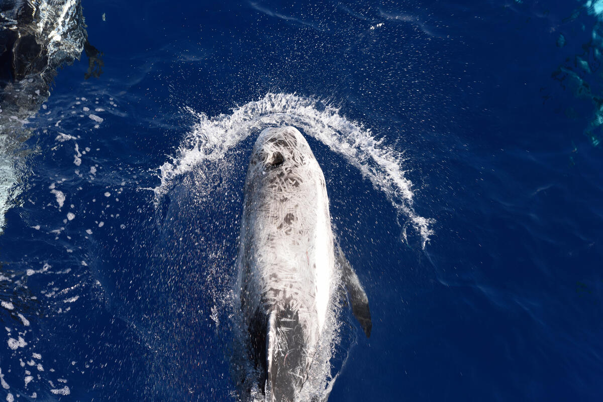 Survey for Cetaceans of the Hellenic Trench 2021. © Leonidas Karantzas / Greenpeace