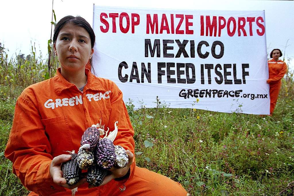 GE Action against GE Maize in Mexico. © Greenpeace / Tomas Bravo Garcia
