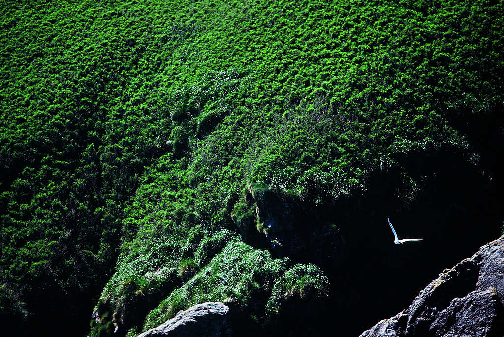 Triangle Island off the Coast of Canada. © Greenpeace / Rex Weyler