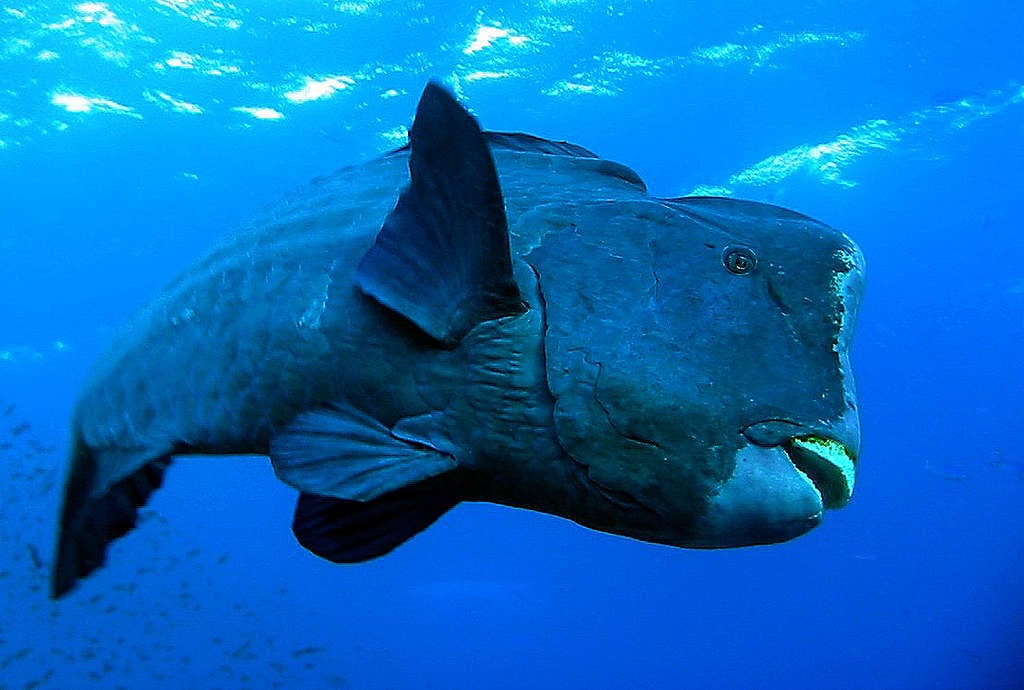 Double-headed Parrotfish in Egypt. © Axel Heimken / Greenpeace Double-headed Parrotfish in Egypt. © Axel Heimken / Greenpeace