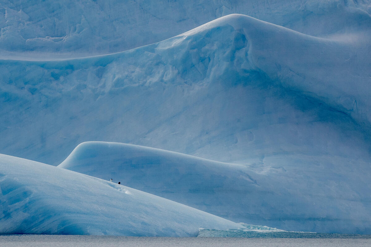 Iceberg Near D'Urville Island. © Tomás Munita / Greenpeace