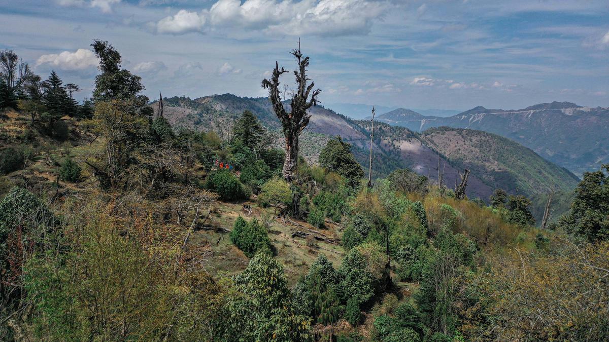 Ancient Himalayan Hemlock Tree in Yunnan, China. © Xia De Rui / Wild China / Greenpeace
