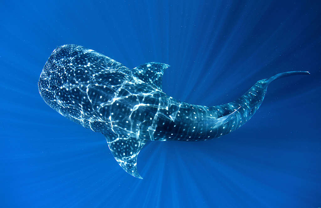 Whale Shark in Cenderawasih Bay. © Paul Hilton / Greenpeace