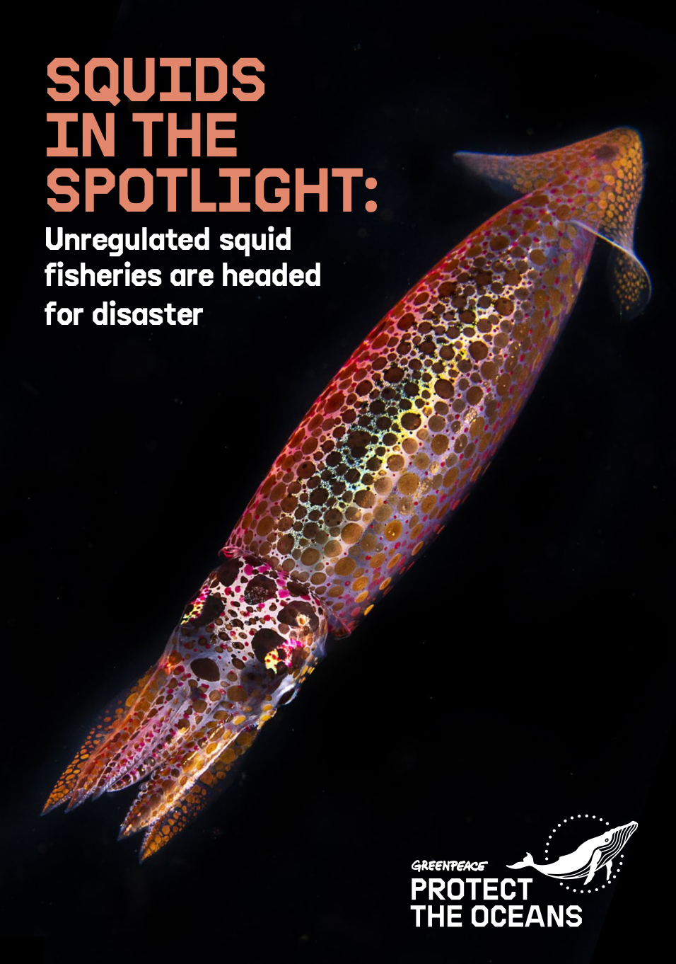 Squids in the Spotlight report cover
