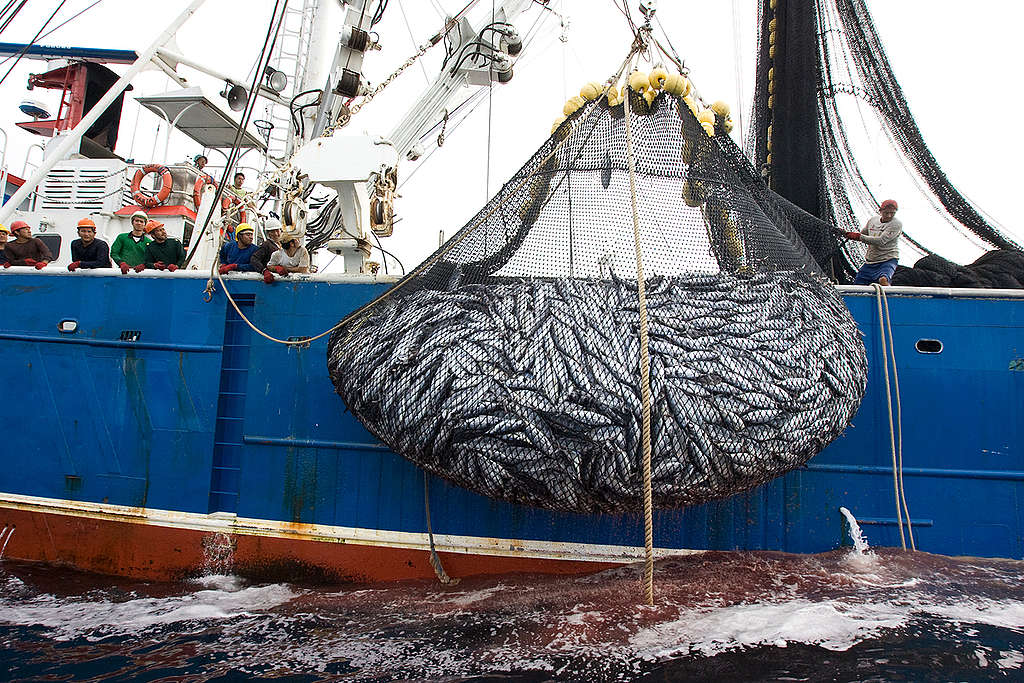 Fish on Purse Seiner in East Pacific Ocean. © Alex Hofford / Greenpeace