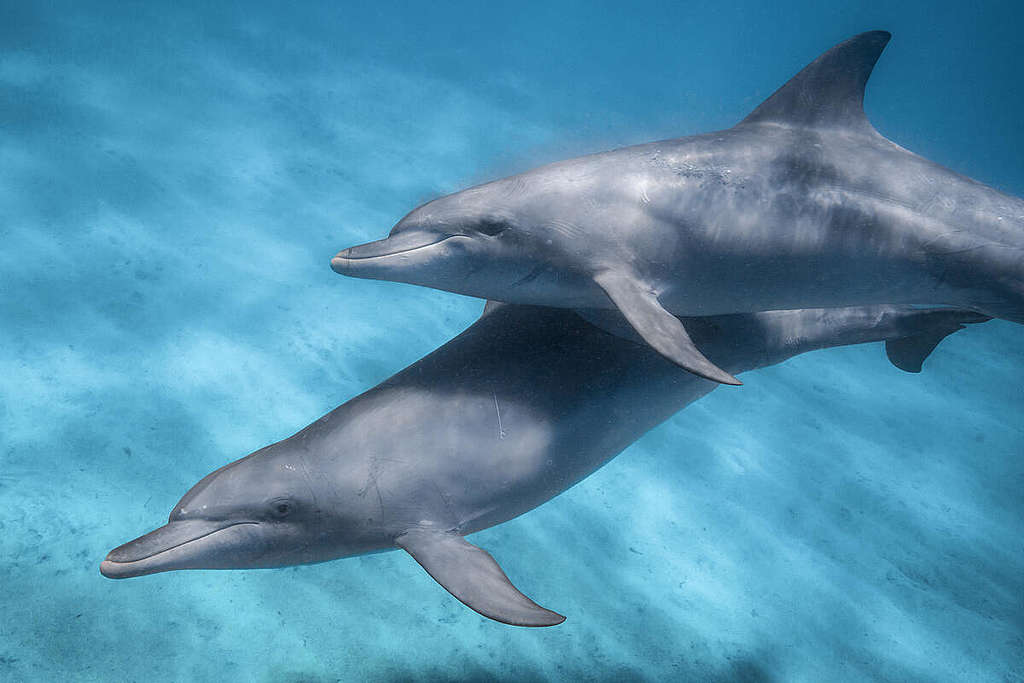 Bottlenose Dolphins on Koombana Bay. © Greenpeace / Lewis Burnett