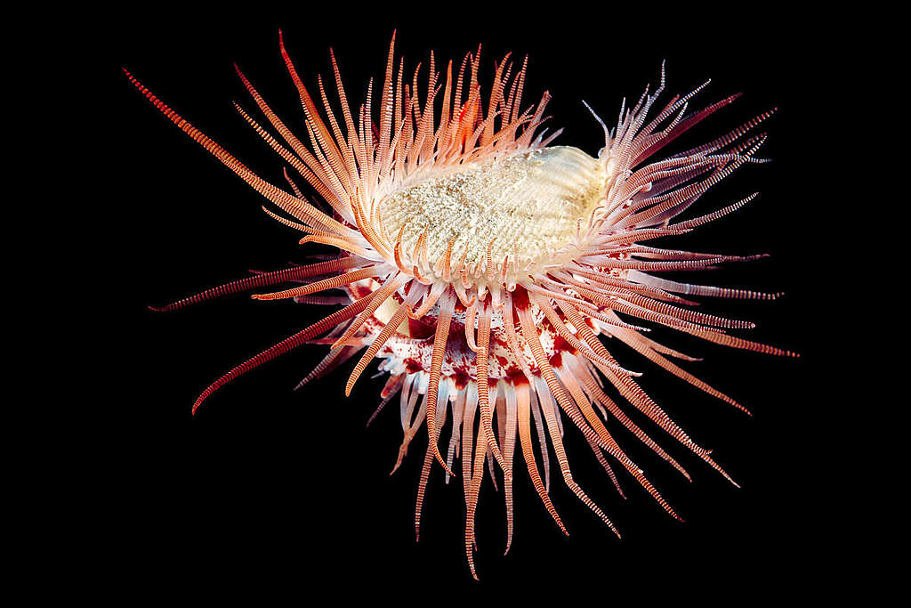 File Clam. © Alexander Semenov / Greenpeace