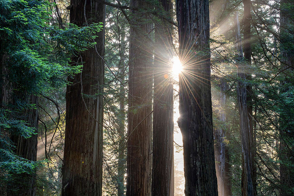 Jedediah Smith Redwoods State Park in California. © Daniel Beltrá / Greenpeace