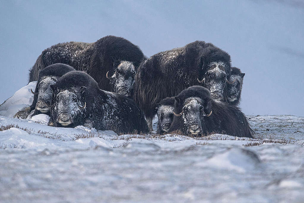Herd of Musk Oxen in Norway. © Markus Mauthe / Greenpeace