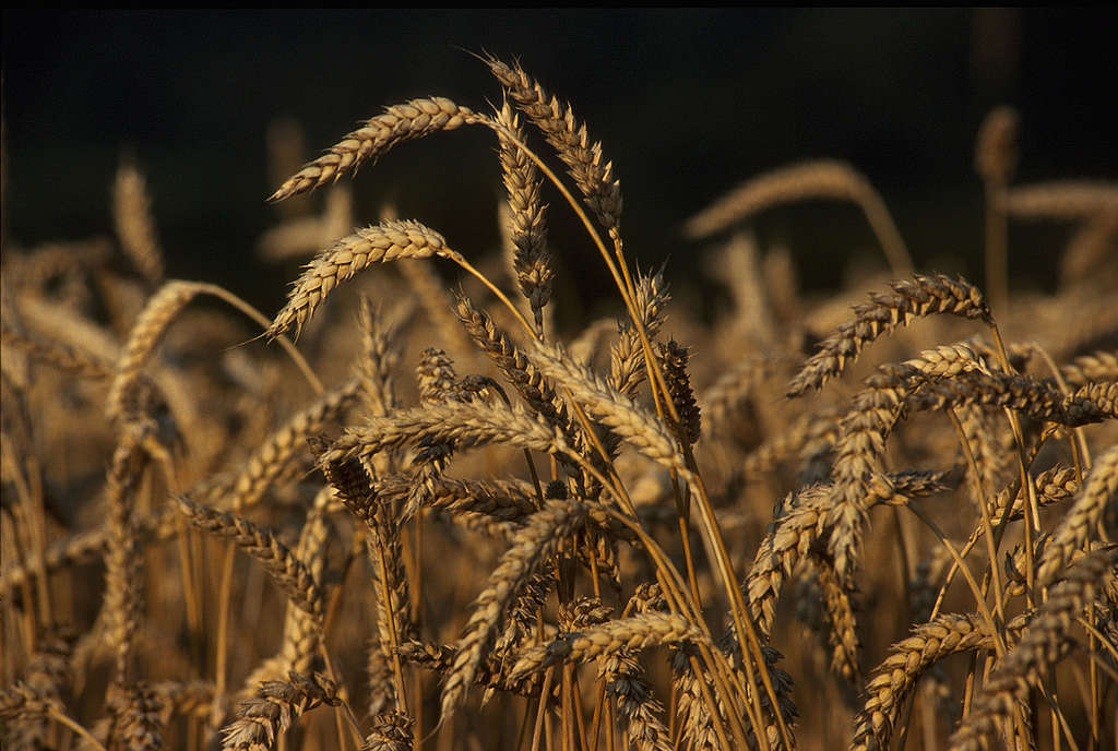 Organic Farming: Wheat Harvest. © Ulrich Baatz / Greenpeace