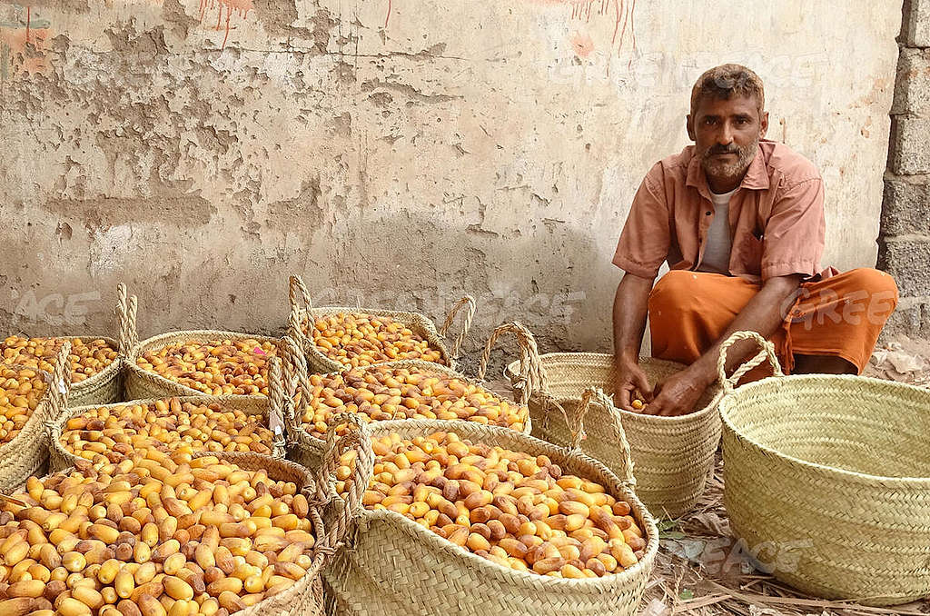 YEMEN-AGRICULTURE. © AFP via Getty Images