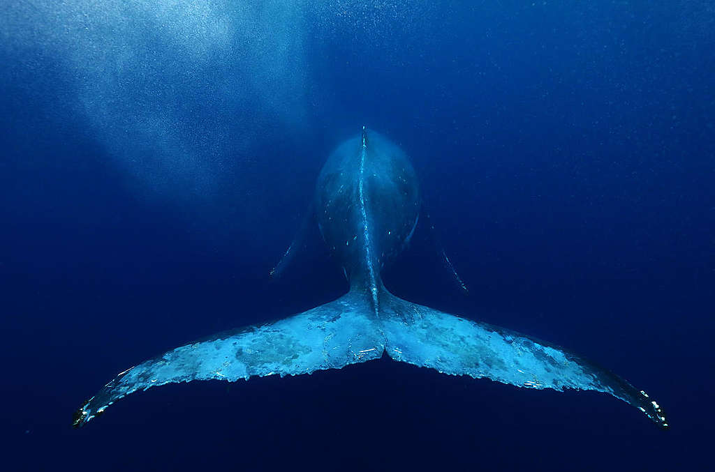 Humpback Whale in Tonga. © Paul Hilton / Greenpeace