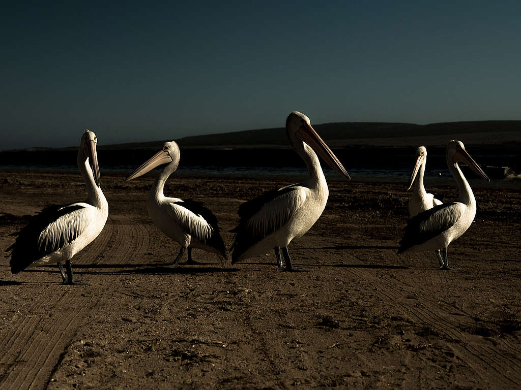 Pelicans Waiting for Fishermen to Come Back from Sea in Australia. © Michaela Skovranova / Greenpeace