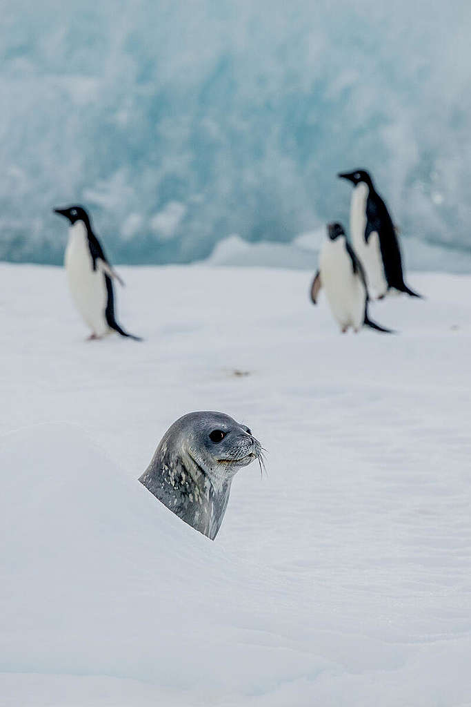 Weddell Seal and Adélie Penguins. © Tomás Munita / Greenpeace