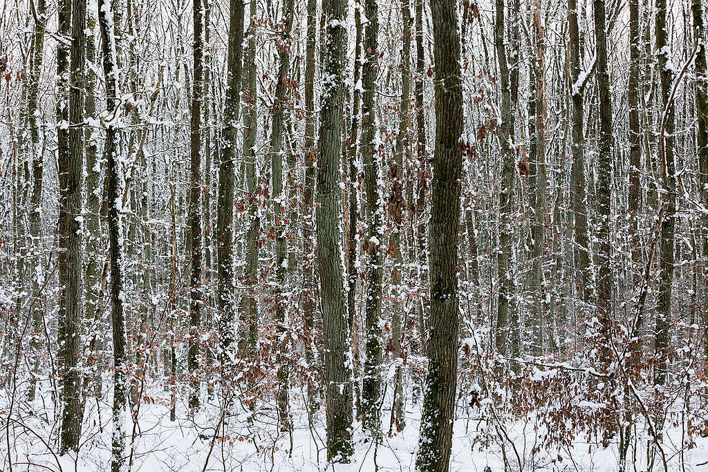 Deciduous Forest "Heilige Hallen" in Winter in Mecklenburg-Western Pomerania. © Gordon Welters / Greenpeace