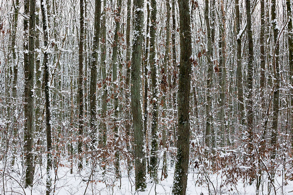 Deciduous Forest 