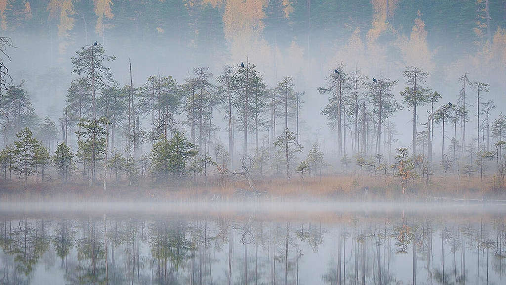 Face to Face with Nature: Autumn in Karelia (Video Still). © Greenpeace