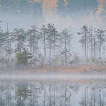Face to Face with Nature: Autumn in Karelia (Video Still). © Greenpeace / Igor Podgorny