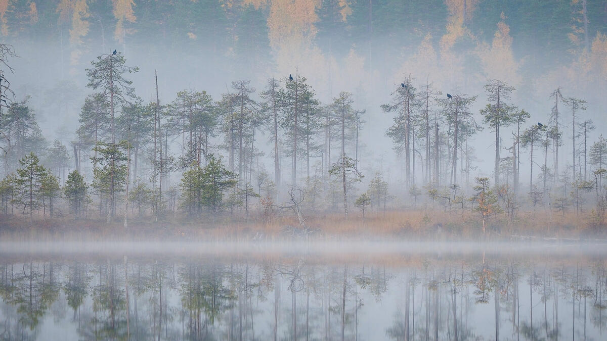 Face to Face with Nature: Autumn in Karelia (Video Still).
