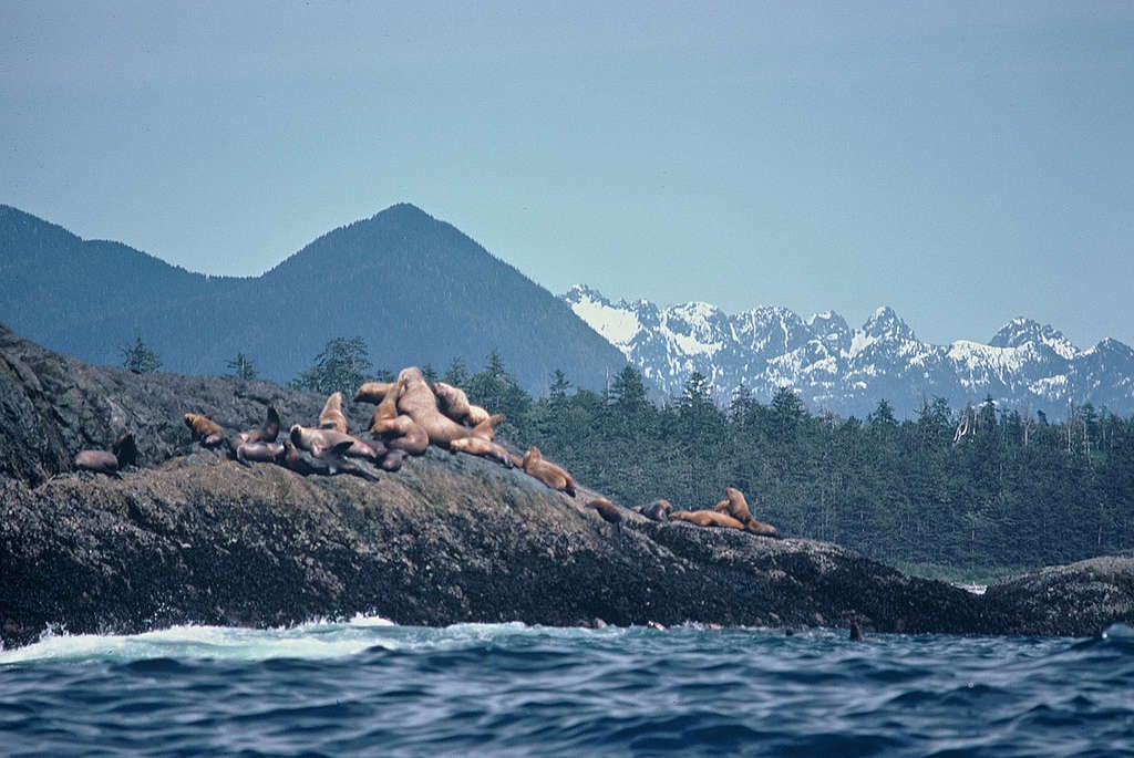 Stellar Sea Lions in Canada. © Greenpeace / Rex Weyler