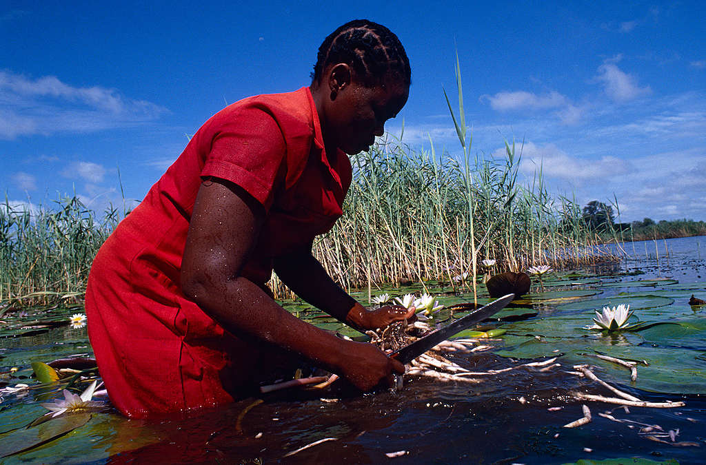Harvesting Water Lily Tubas in Botswana. © Greenpeace / Tony Marriner