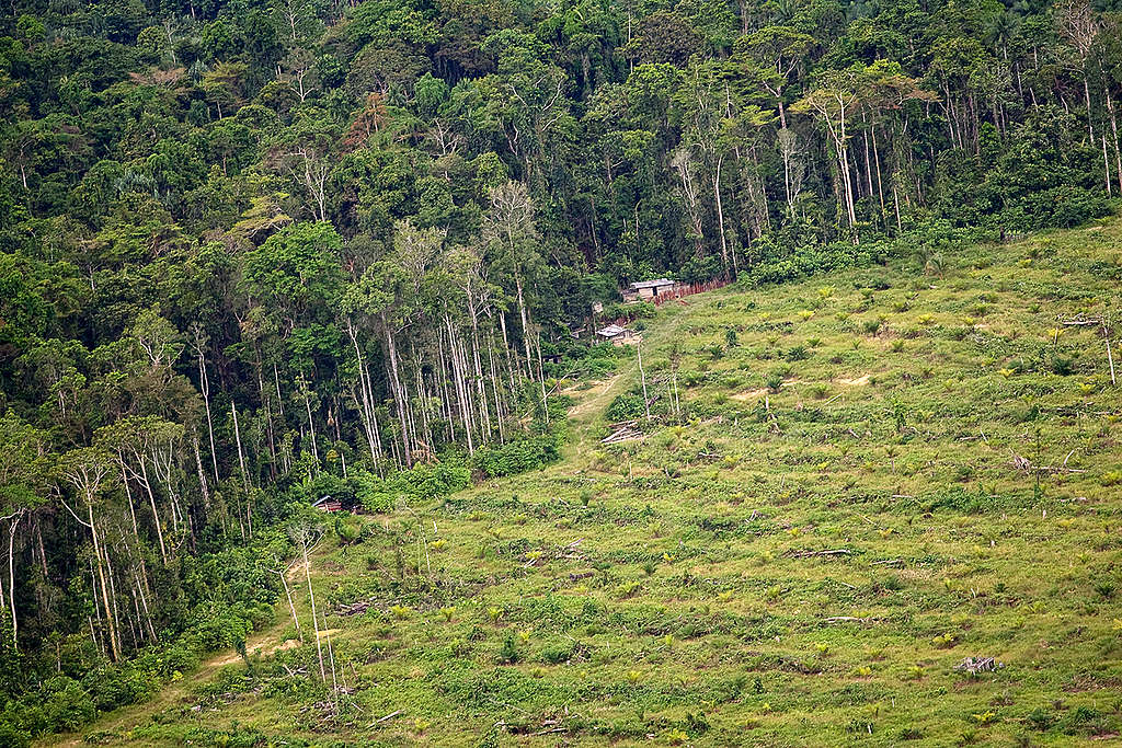 Forests Destruction in Papua. © Greenpeace / Ardiles Rante