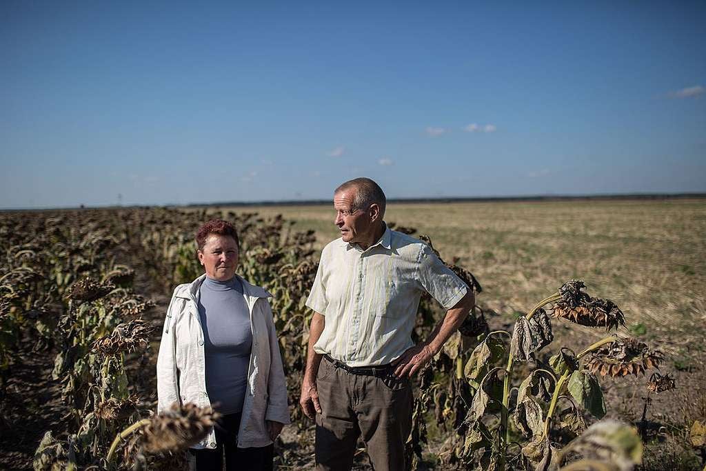 Local Farmers in Sunflower Field in Ukraine.