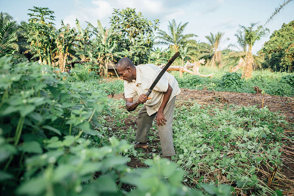 Farmer in his Field in village of Lokolama. © Kevin McElvaney / Greenpeace