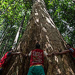 Dayak's Tribesmen Hug a Giant Tree in Sekadau, West Kalimantan