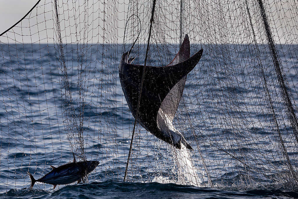 A devil ray caught as bycatch in Northern Indian Ocean © Abbie Trayler-Smith / Greenpeace
