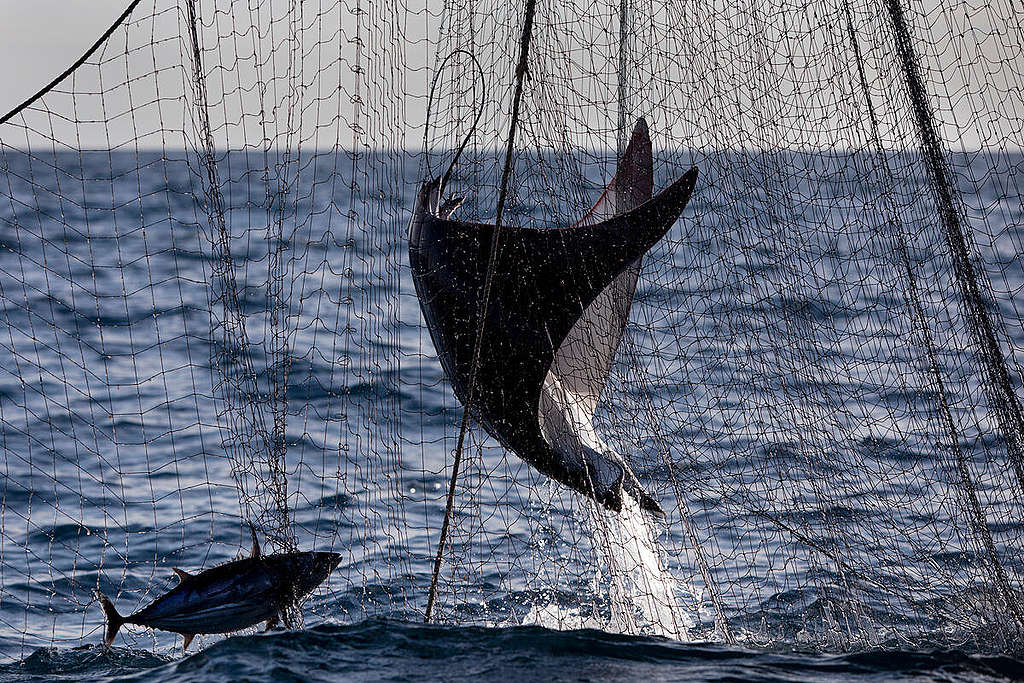 Bycatch in Northern Indian Ocean Fisheries Documentation. © Abbie Trayler-Smith / Greenpeace Bycatch in Northern Indian Ocean Fisheries Documentation. © Abbie Trayler-Smith / Greenpeace