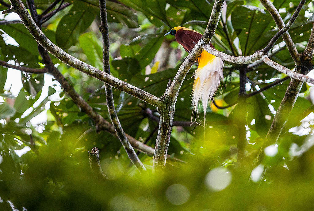 Bird of Paradise in West Papua. © Jurnasyanto Sukarno / Greenpeace Bird of Paradise in West Papua. © Jurnasyanto Sukarno / Greenpeace