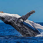 Archive shot of a humpback whale.