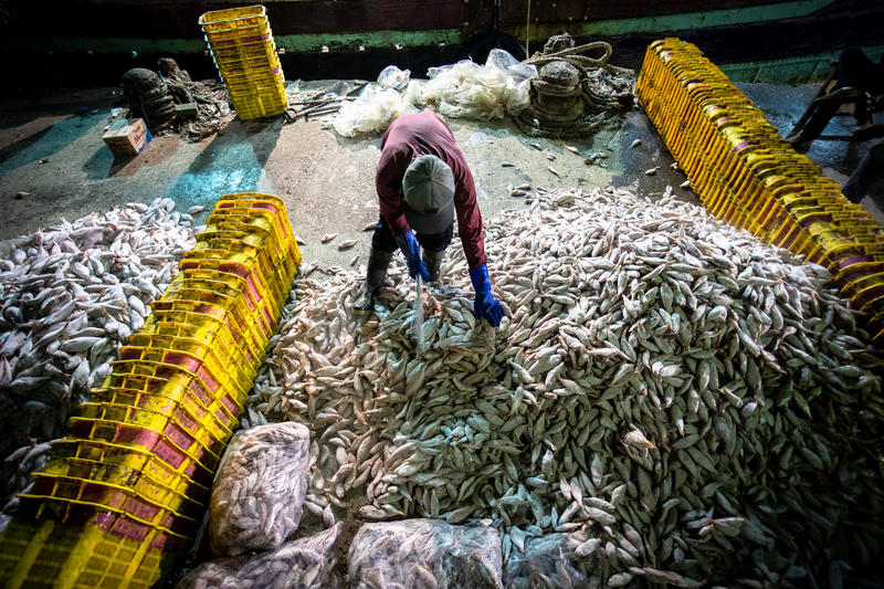 A fisherman unloads the catch from a ship at Tegal port, Central Java.