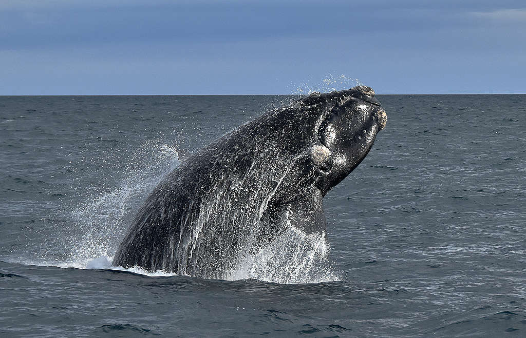 Southern right whale (Eubalaena australis) swimming off the coast of Argentina.© Santiago Salimbeni / Greenpeace