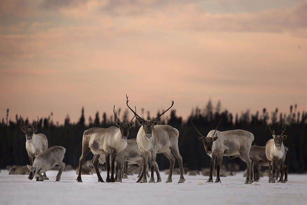 Woodland Caribou in Canada.