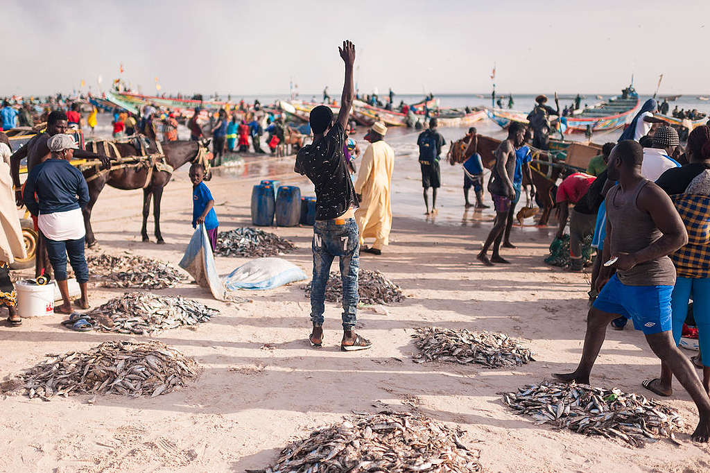 Local People with Fish in Bargny.