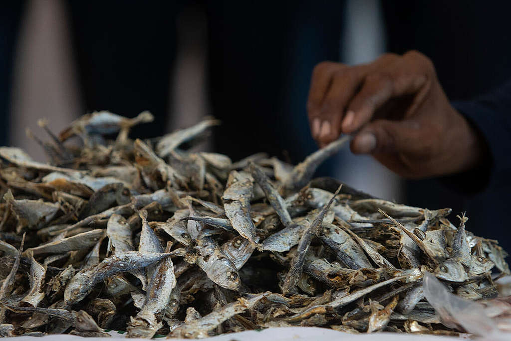 A pile of juvenile mackerel fish.