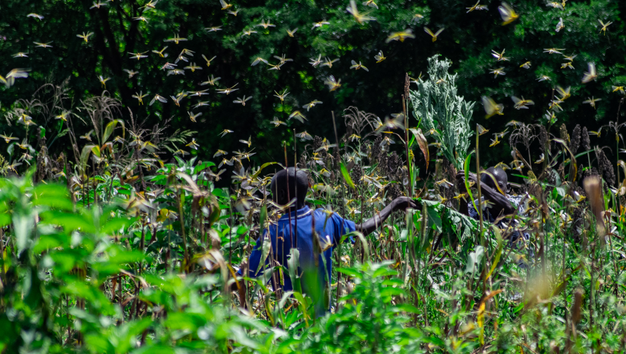 Locusts Invasion in Mwingi, Kitui County in Kenya