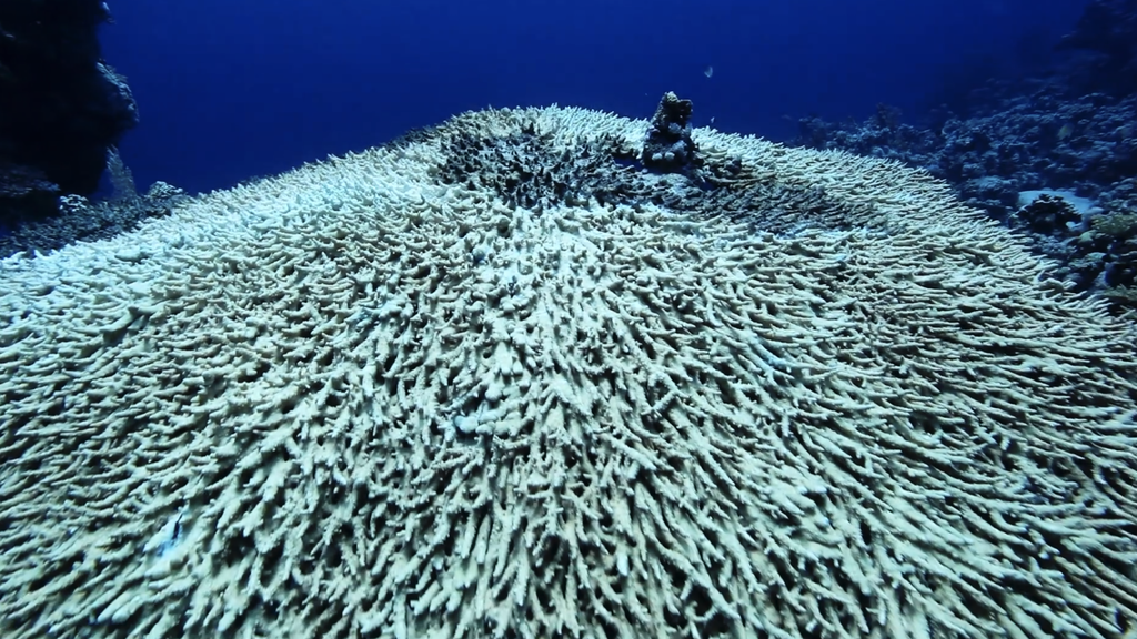 Middle East and North Africa climate change impacts - Red Sea corals bleaching