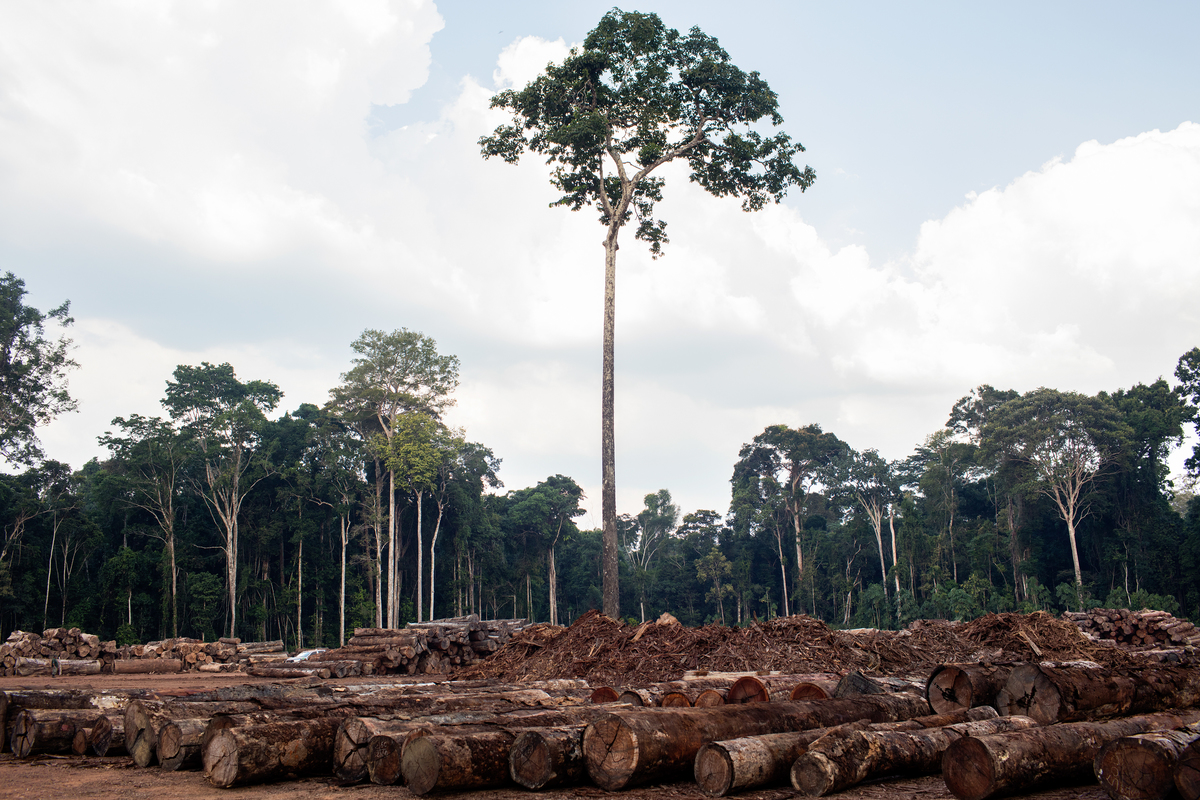 3 demands we’re making for biodiversity at COP15 - Greenpeace International